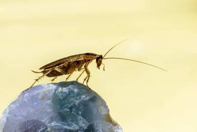 Ученые: Обнаруженный в янтаре таракан возрастом 100 млн лет мог вести дневной образ жизни