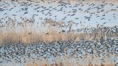Рекордное количество птиц насчитали на втором по величине пресноводном озере Китая