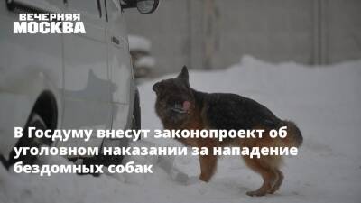 В Госдуму внесут законопроект об уголовном наказании за нападение бездомных собак