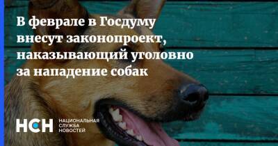 В феврале в Госдуму внесут законопроект, наказывающий уголовно за нападение собак