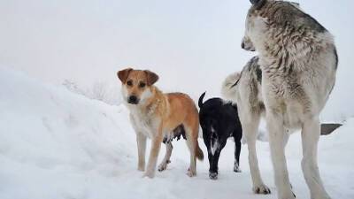 В Думу внесут закон об уголовном наказании за нападение бездомных собак