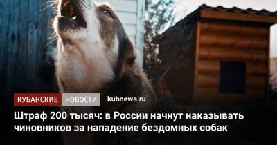 Штраф 200 тысяч: в России начнут наказывать чиновников за нападение бездомных собак
