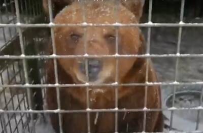 Видео: ранняя оттепель разбудила медведей в «Велес»