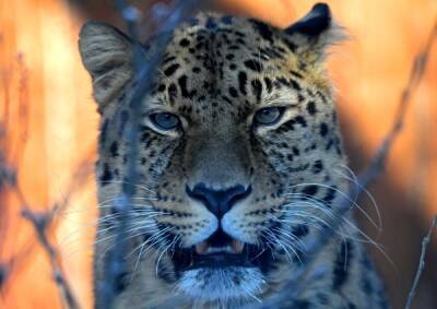 В Приморье фотоловушки зафиксировали встречу леопарда Валеры с молодой самкой