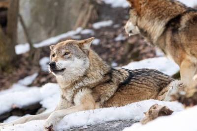 Волки растерзали собаку в старорусской деревне