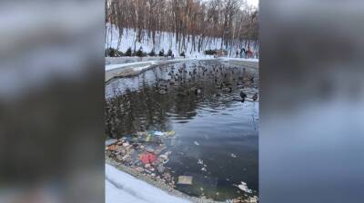 Воронежцы выбросили мусор в пруд с утками в Центральном парке