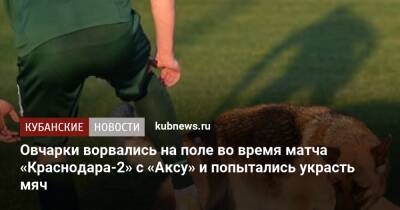 Овчарки ворвались на поле во время матча «Краснодара-2» с «Аксу» и попытались украсть мяч