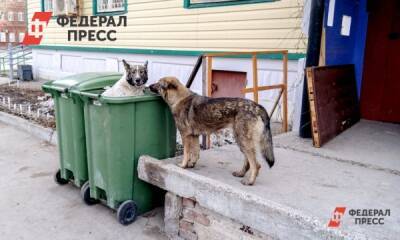 В Челябинске станут отлавливать больше собак