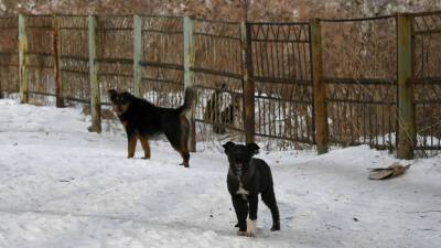 «Предлагаем повысить ответственность»: в Госдуме назвали сроки внесения закона о наказании за нападение бродячих собак