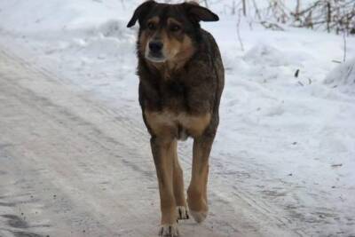 В Госдуму внесут законопроект о штрафах за нападение бездомных собак
