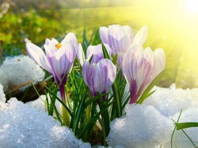 Весна на пороге: синоптики рассказали, когда в Украину ворвется тепло