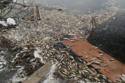 В Тверской области около деревообрабатывающего комбината всплыла мёртвая рыба
