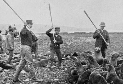 «Тюленья война»: зачем норвежские браконьеры вторгались на территории СССР - Русская семерка
