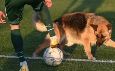 Во время игры между «Краснодаром-2» и «Аксу» в Турции на поле выбежали собаки