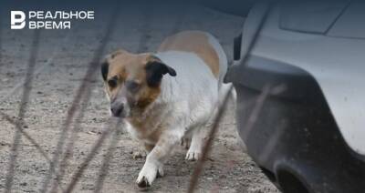 В Набережных Челнах усилят надзор за бродячими собаками
