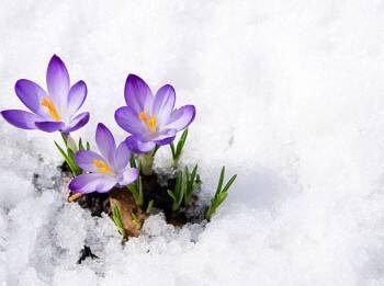 Весна пришла в феврале: синоптики рассказали об аномально теплой погоде.