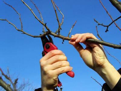 Обрезка плодовых деревьев в феврале 2022 года, календарь садовода для выполнения различных работ - pravda-tv.ru