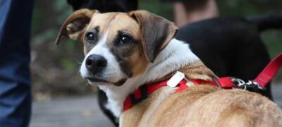 Минсельхоз Карелии объявил об увеличении штрафов за нападения собак
