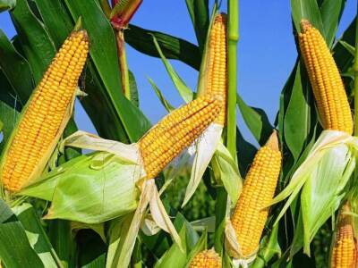 В Агджабеди будут выращивать кукурузу для производства попкорна