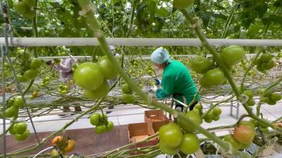 В Крыму стартовал сбор томатов