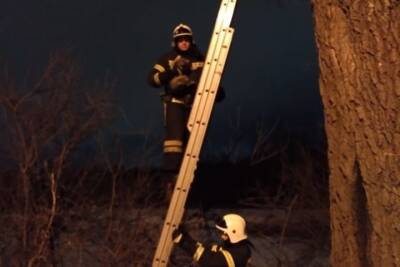 Белгородские спасатели сняли кота с высокого дерева