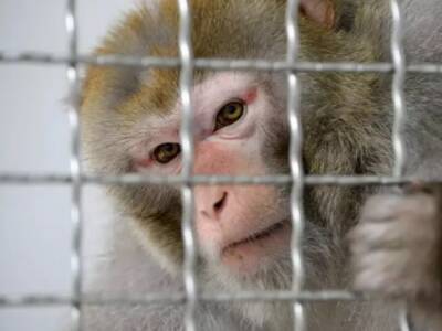 На компанию Маска Neuralink подали в суд за жестокое обращение с обезьянами