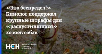 Владимир Бурматов - «Это беспредел!» Кинолог поддержал крупные штрафы для «распустившихся» хозяев собак - nsn.fm