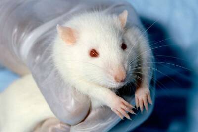 Швейцарцы не поддержали запрет испытаний лекарств на животных