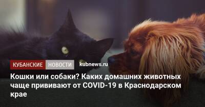 Кошки или собаки? Каких домашних животных чаще прививают от COVID-19 в Краснодарском крае