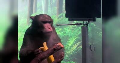 На компанію Ілона Маска подали до суду через жорстоке поводження з мавпами