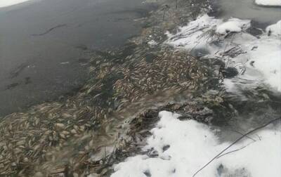 Минприроды Тверской области выясняет, что случилось с рыбой в Вышневолоцком водохранилище