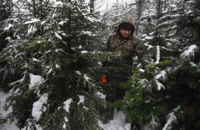 Более 15 млн деревьев посадят в Ярославской области за два года в рамках проекта по сохранению лесов