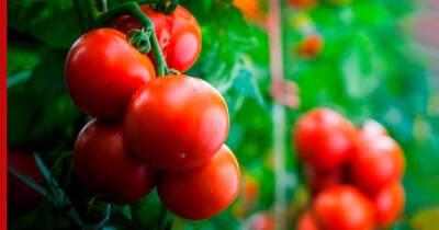 Как получить хороший урожай помидоров: турецкий метод