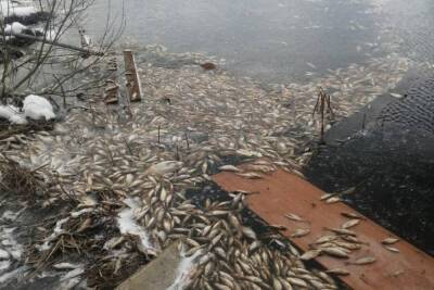 В Тверской области проведут анализ воды в месте массового мора рыбы