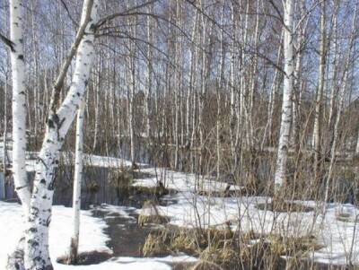 В середине текущей недели в Тверскую область придет апрельское тепло