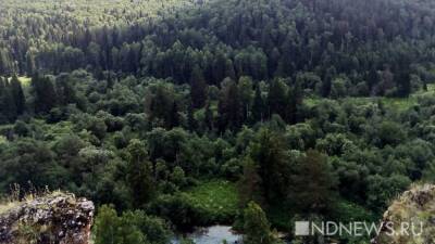 В Югре незаконно вырубили лес под площадку нефтяников