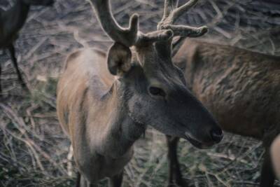 В волгоградских охотугодьях в феврале подкармливают диких зверей