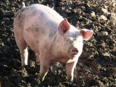 В сети появилось забавное видео со свиньей, которая ворвалась в мужской паб в Великобритании и мира