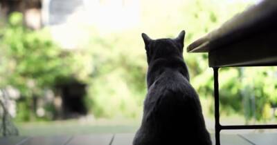 Черные кошки и разбитые зеркала: откуда берутся дурные приметы