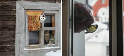 Известный фотограф в Карелии запечатлел заснеженный Валаам с котами и птицами