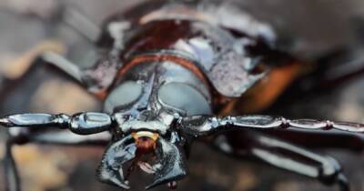 Чем опасны жуки-великаны и почему они так дорого стоят