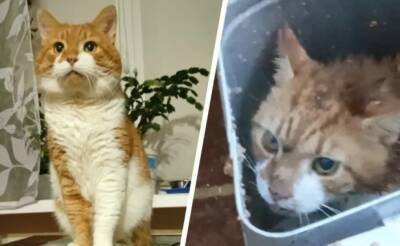 Сожителей из Архангельской области приговорили к реальным срокам за пытки над котом Кузей