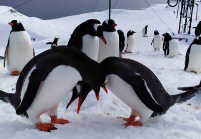 Украинские полярники показали влюбленных пингвинов: милые фото