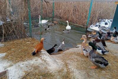 Парк птиц в Курчатове откроют для посетителей в апреле