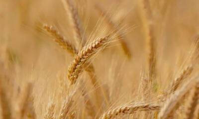 Геополитическая напряженность стала причиной роста цен на пшеницу