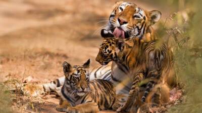 Два котенка редкого бенгальского тигра родились в Бангладеш
