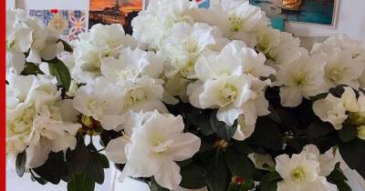 Елизавета II - принц Чарльз - королева Виктория - Кейт Миддлтон - Цветник по-королевски: 4 растения для сада, как у Елизаветы II - profile.ru - Англия