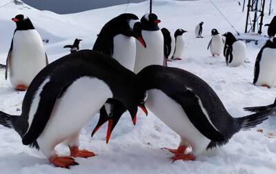 Полярники показали фото "влюбленных" пингвинов