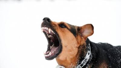 Тюрьма за острые зубы: кому грозит уголовное наказание за нападение собак