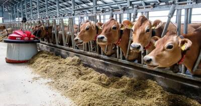В 2022 году в Беларуси может открыться 70 молочно-товарных комплексов